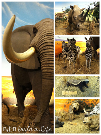 Cabela's Animals @ BandBBuildALife.com