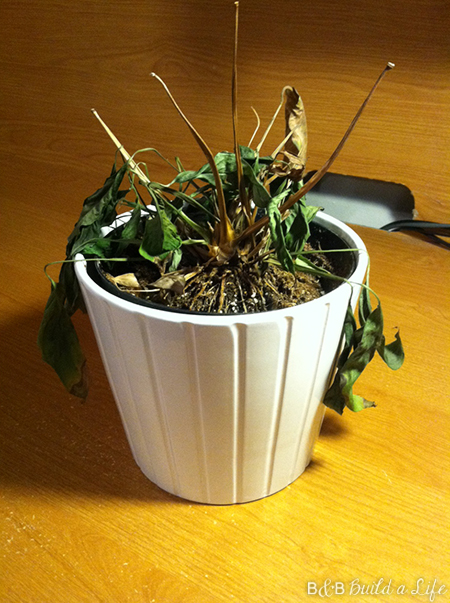 Spring Flowers @ BandBBuildALife.com