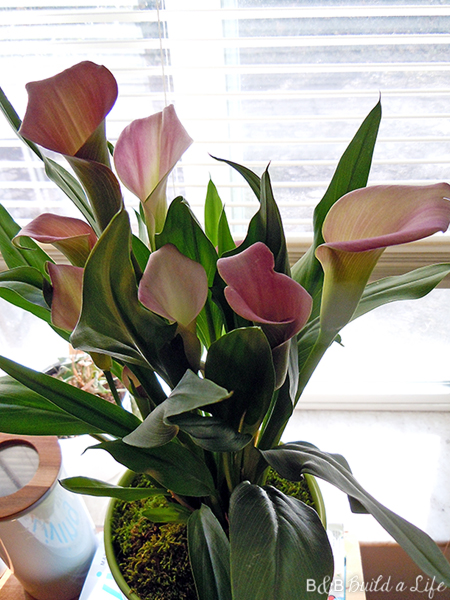 Spring Flowers @ BandBBuildALife.com