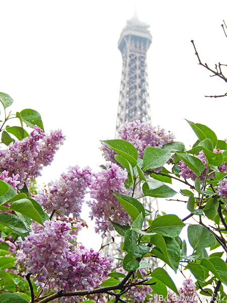 springtime flowers in paris @ BandBBuildALife.com