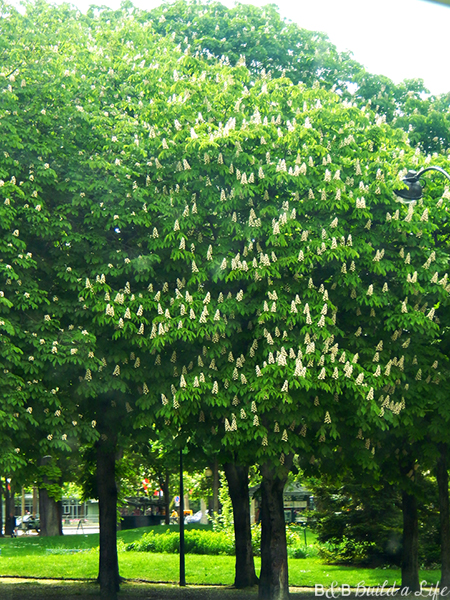 springtime flowers in paris @ BandBBuildALife.com