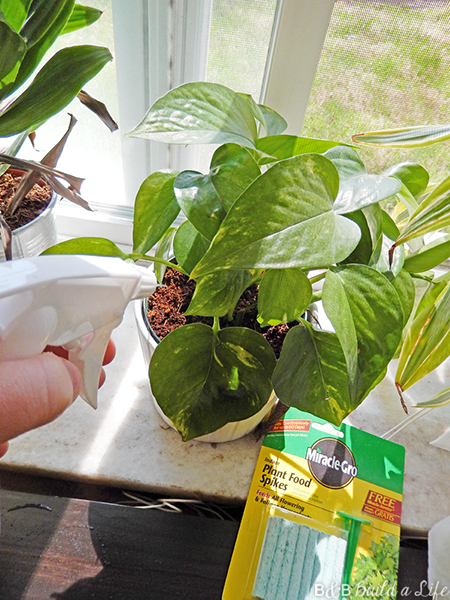 easy houseplant care @ BandBBuildALife.com