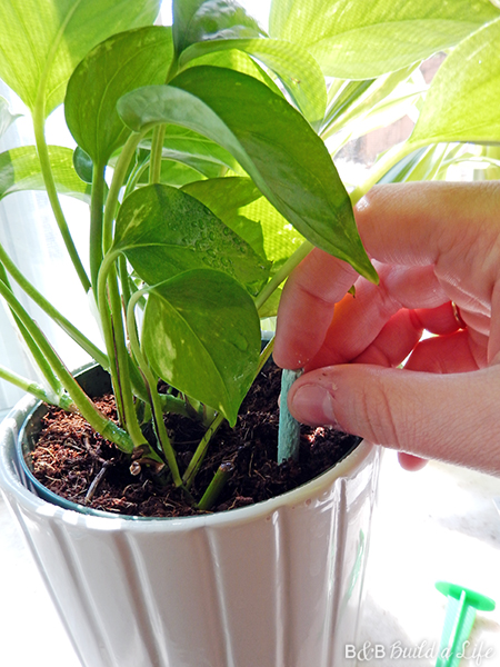 easy houseplant care @ BandBBuildALife.com