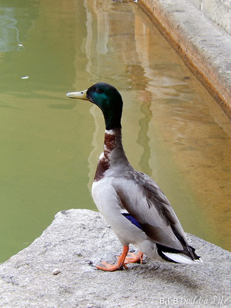 Roman Baths of Bath @ BandBBuildALife.com
