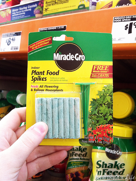 easy houseplant care @ BandBBuildALife.com