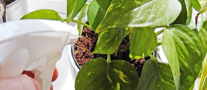 easy houseplant care @ BandBBuildALife.com