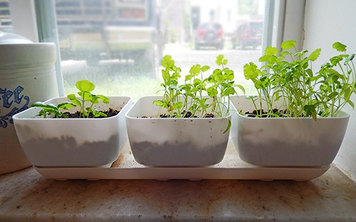 When I originally bought the kit it came with these handy seed placement guides so you were easily able to space the seeds just right. Those guides are long gone, but it's simple enough to fillow the directions on the package of seeds you've purchased.