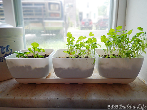 When I originally bought the kit it came with these handy seed placement guides so you were easily able to space the seeds just right. Those guides are long gone, but it's simple enough to fillow the directions on the package of seeds you've purchased.