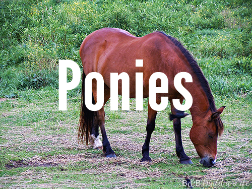 reasons why we love the outer banks of North Carolina OBX @ BandBBuildALife.com