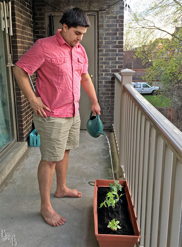 Watering tomatoes balcony garden